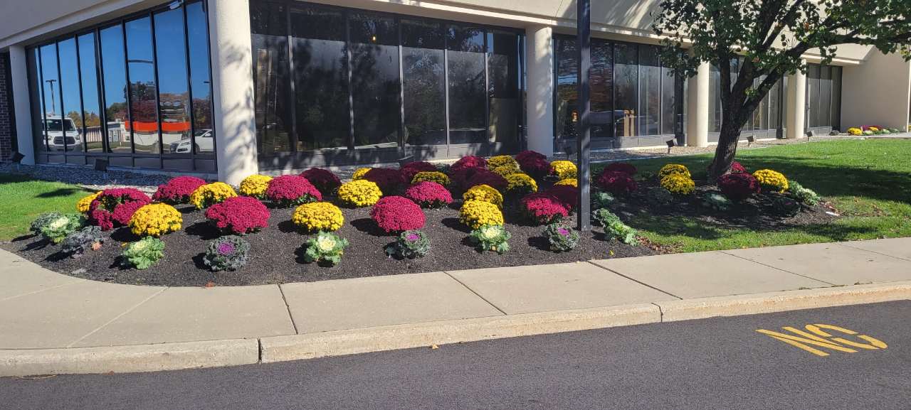 Fall mum rotation along a commercial building