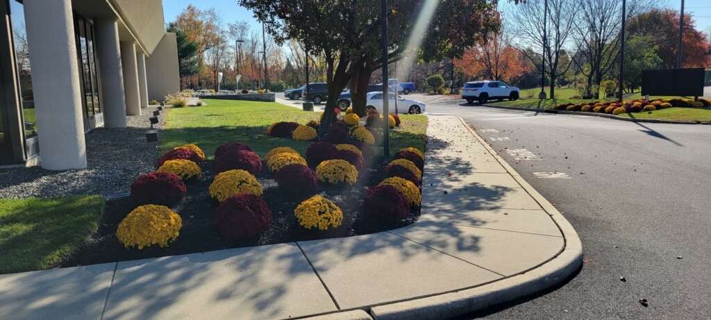 Fall mums along a curbside bed