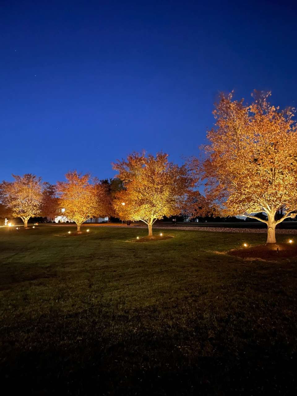 Fall trees uplit gold against a deep blue sky