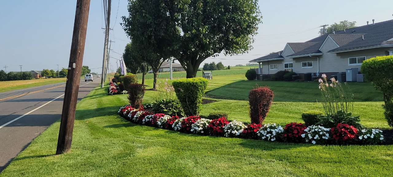 Island bed with shaped shrubs and seasonal annuals