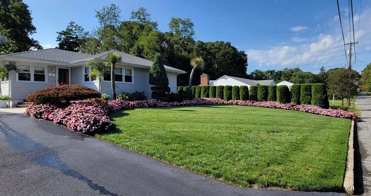 Trimmed hedges and shaped shrubs along a driveway