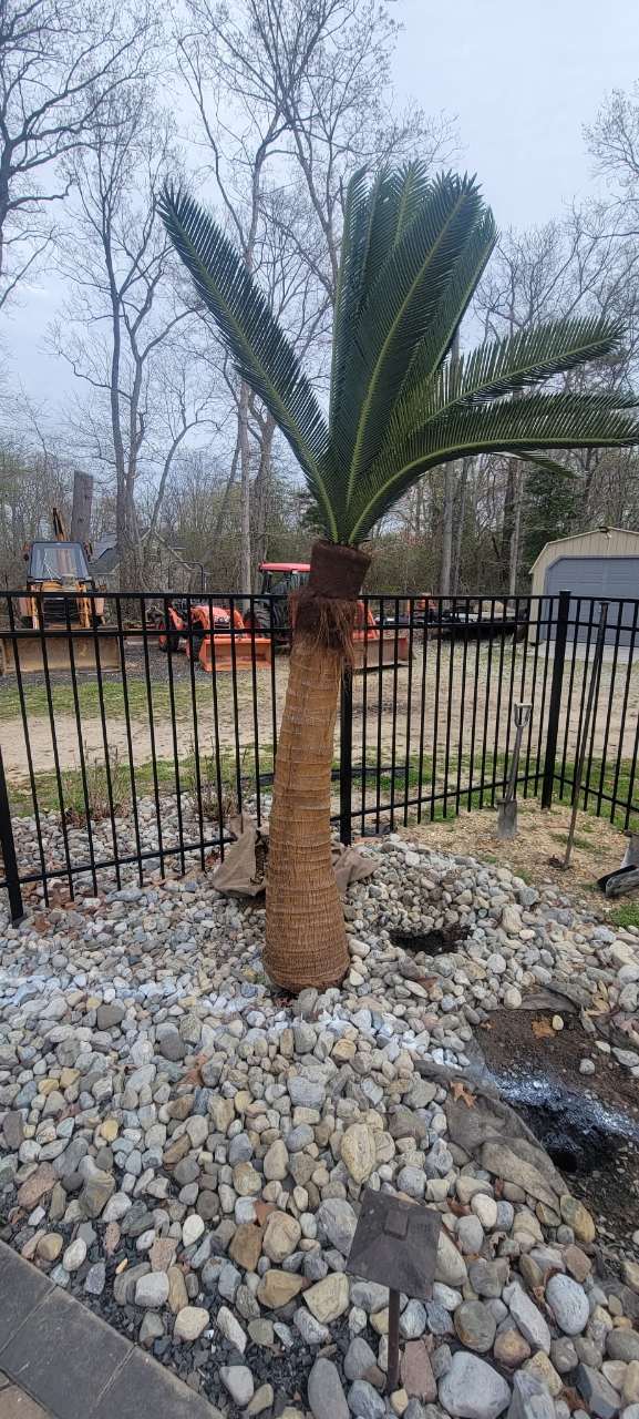 Windmill palm set in a river-rock bed